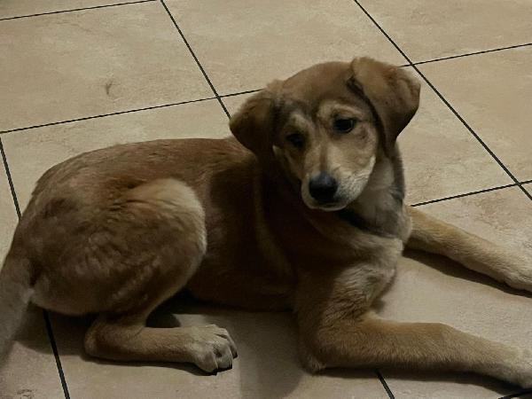 💛 Nala: un cuore salvato che cerca la sua casa per sempre 💛 Foto 5